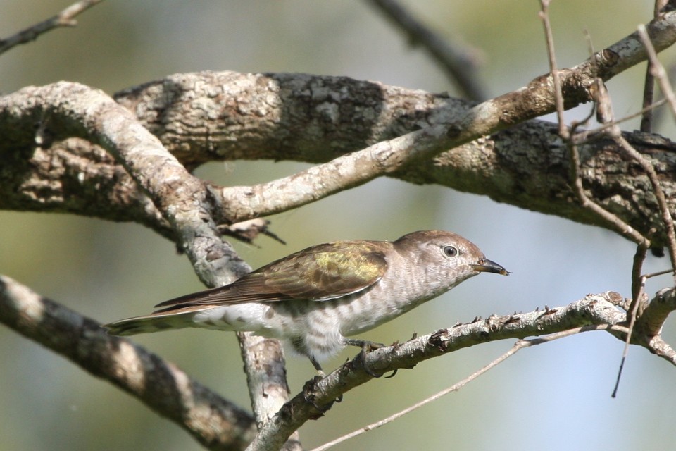 Shining Bronze-Cuckoo (Chalcites lucidus)